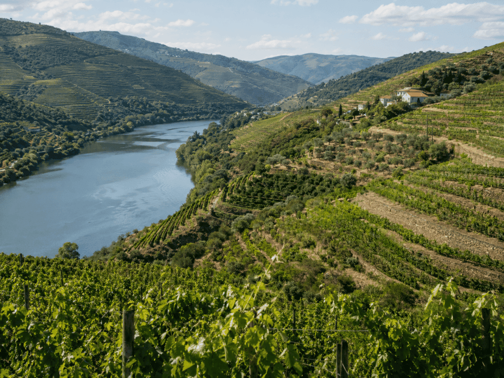douro river cruise terraced vineyards portugal wine quinta port wine region
