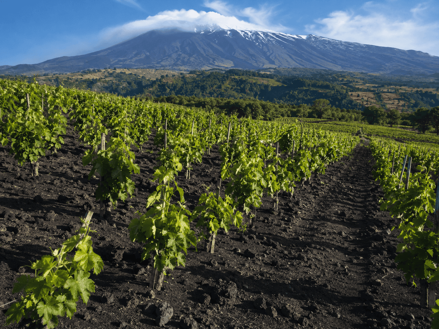 Vineyards growing in black volcanic soil on the slopes of Mount Etna in Sicily